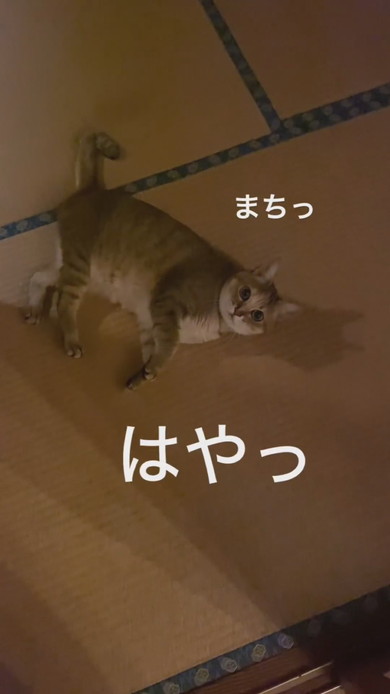 畳の上で横になる猫ちゃん