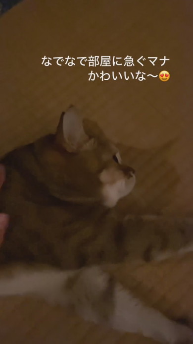 なでられる猫ちゃん