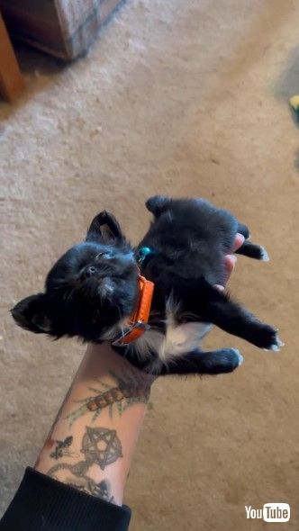 てのひらので眠る犬