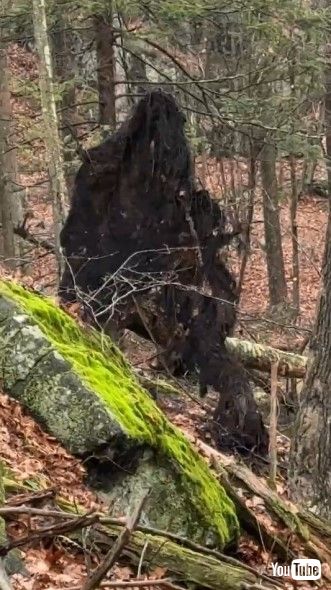 動物に見える木