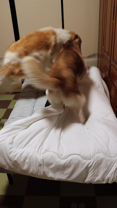 ベッドに乱入するワンコたち