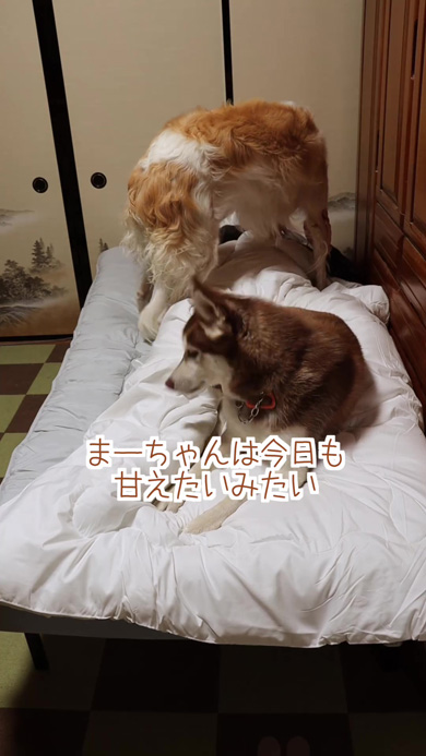 パパに甘えるワンコ