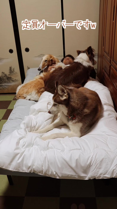 ベッドを占領するワンコたち