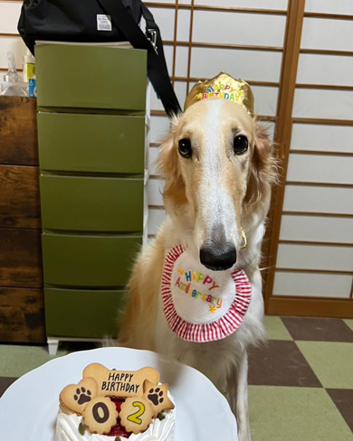 2歳になったワンコ