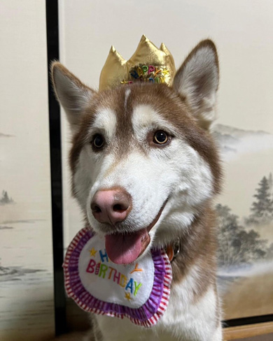 誕生日をむかえるワンコ