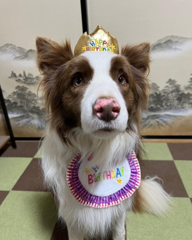 4歳になるワンコ