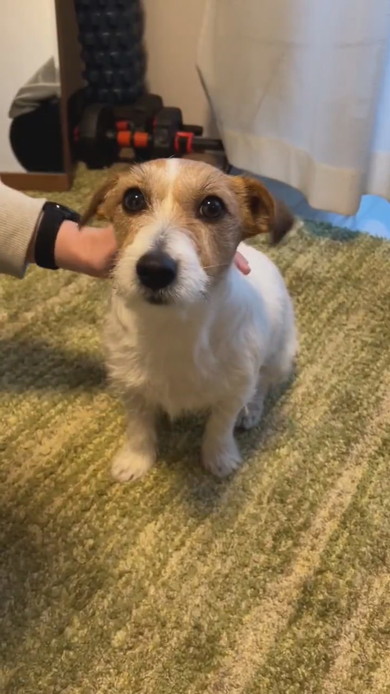 頭をなでられるワンコ