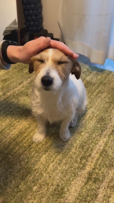 頭をなでられるワンコ