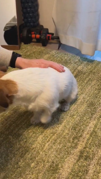 頭をなでられるワンコ