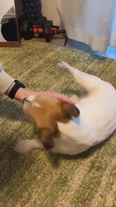 頭をなでられるワンコ