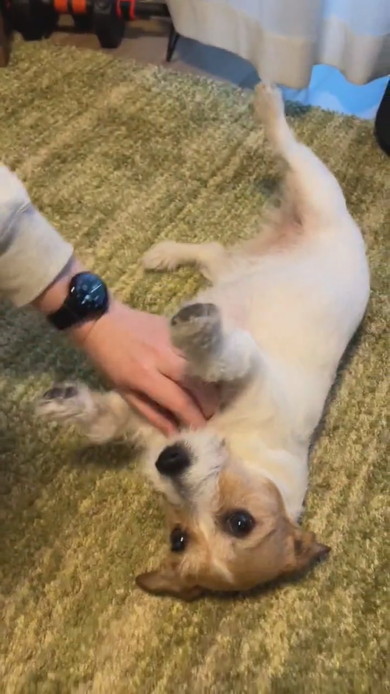 頭をなでられるワンコ