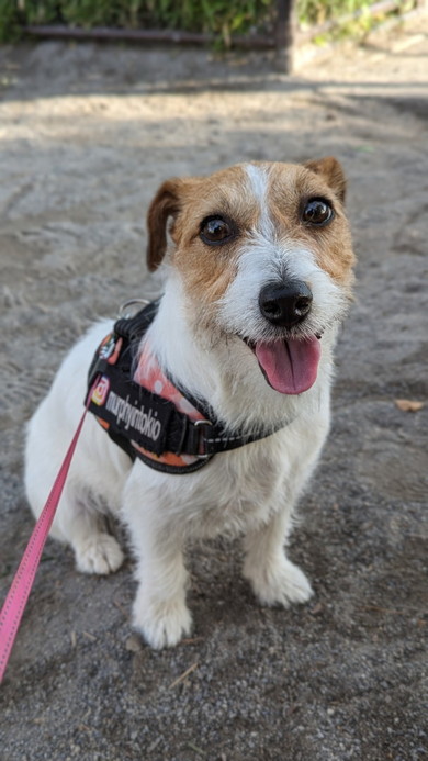 お散歩中のワンコ