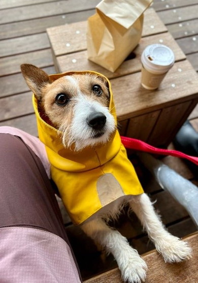 片耳が隠れているワンコ