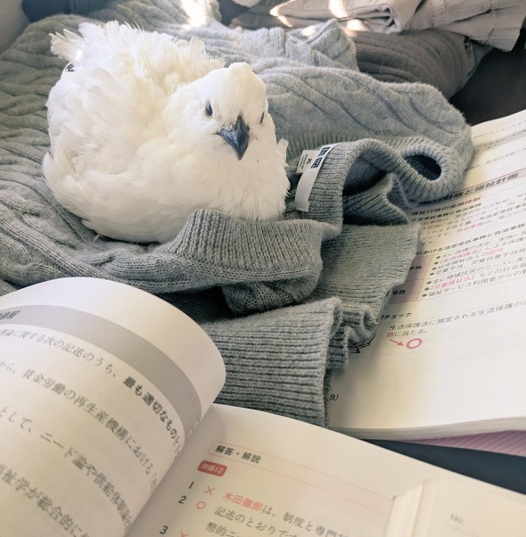 見張りにきたウズラ