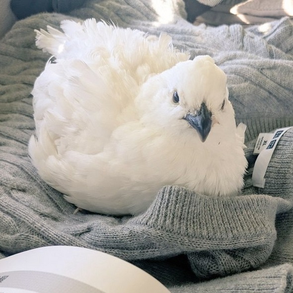 見張りにきたウズラ