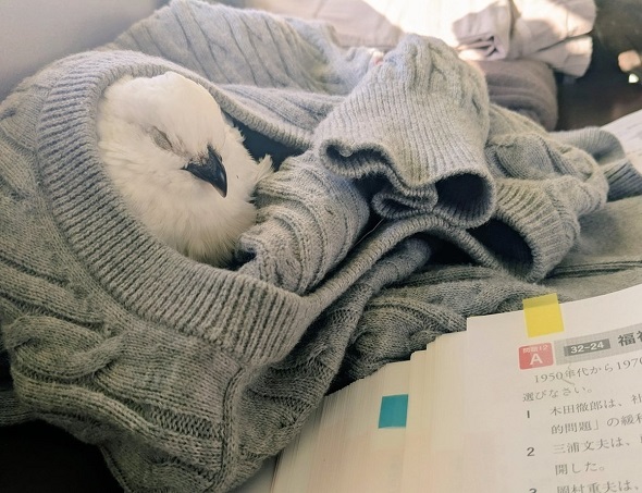 見張りにきたウズラ