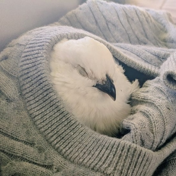 見張りにきたウズラ