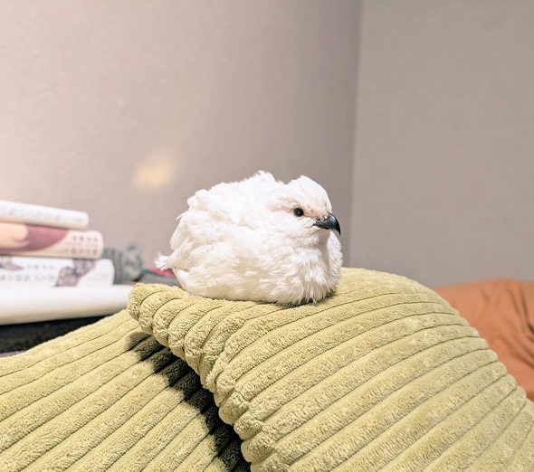 ソファでくつろぐウズラ