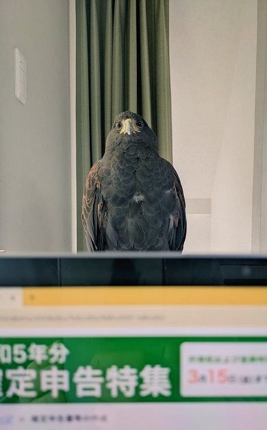 正面からのタカ