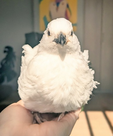 手乗りするウズラ