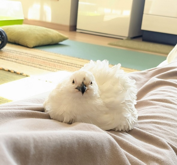 落ち着くウズラ