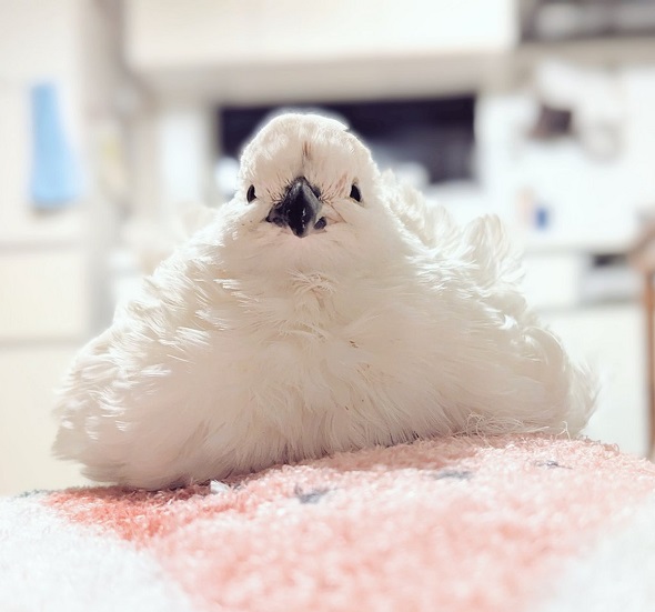 おむすびのようなウズラ