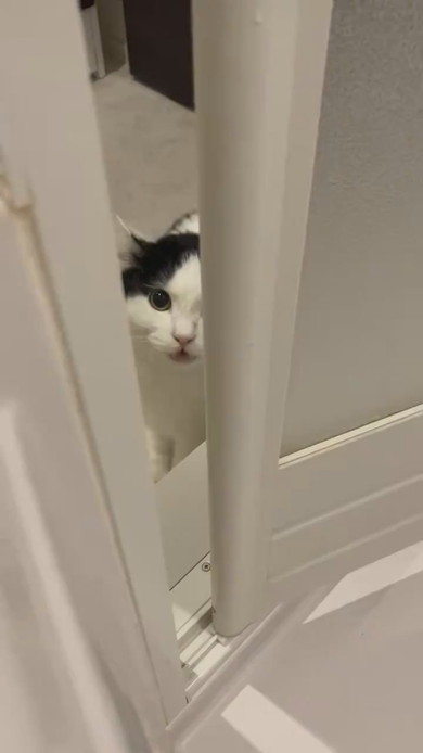 飼い主さんが心配でお風呂までくる猫ちゃん