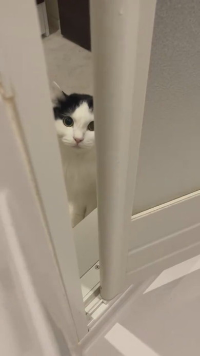 飼い主さんが心配でお風呂までくる猫ちゃん
