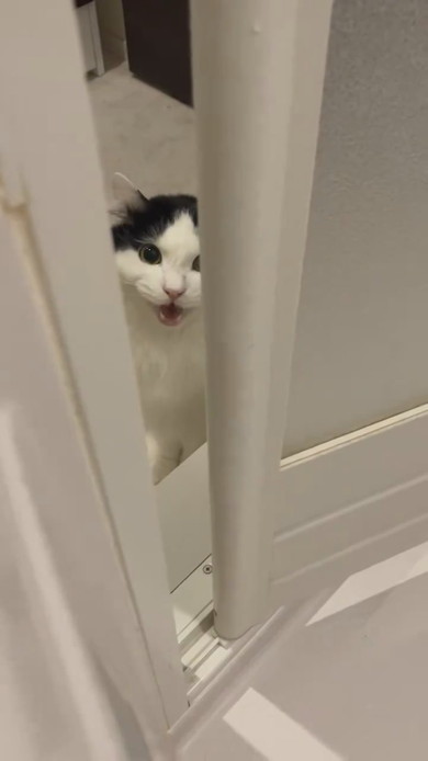 飼い主さんが心配でお風呂までくる猫ちゃん