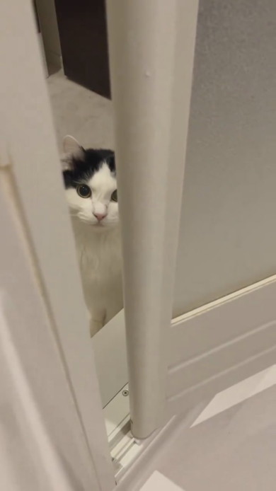 飼い主さんが心配でお風呂までくる猫ちゃん
