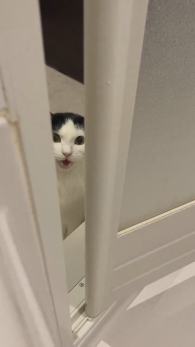 飼い主さんが心配でお風呂までくる猫ちゃん