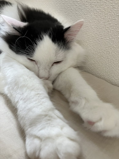 飼い主さんに寄り添う猫ちゃん