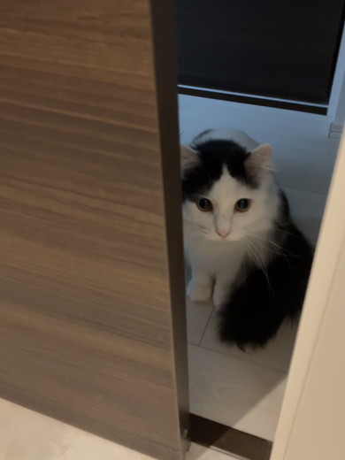 入浴する飼い主さんを見守る猫ちゃん