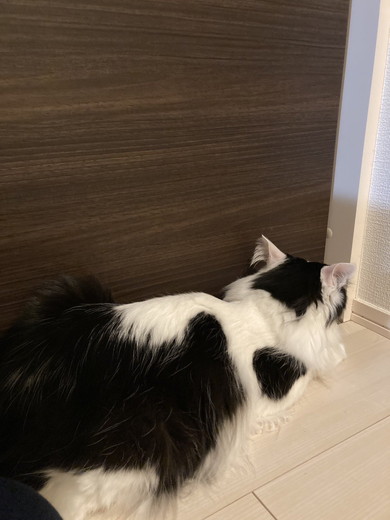 飼い主さんが出てくるのを待っている猫ちゃん