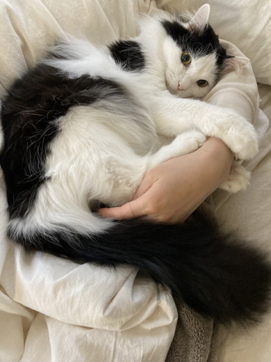 たたずむ猫ちゃん