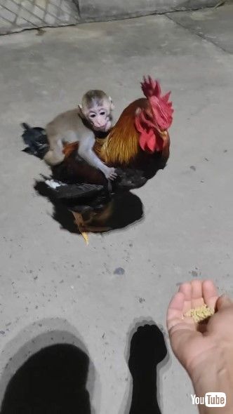 ニワトリの背中に乗る子ザル