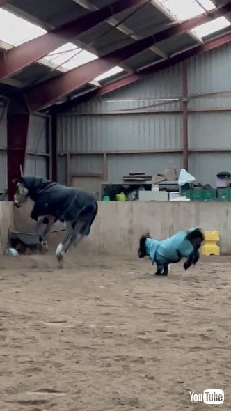 ウマと遊ぶポニー