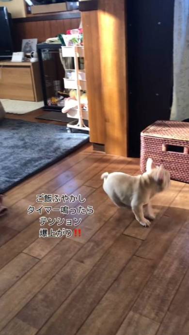犬 フレンチブルドッグ ぽんずくん ごはん待ちきれない