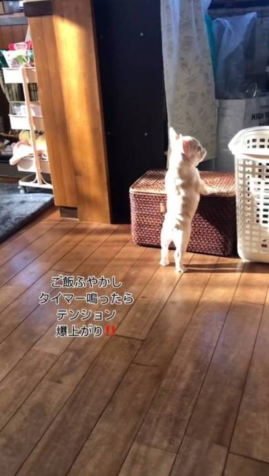 犬 フレンチブルドッグ ぽんずくん ごはん待ちきれない