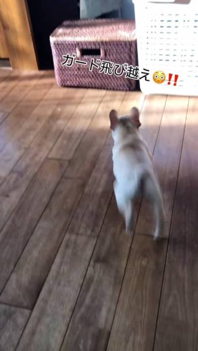 犬 フレンチブルドッグ ぽんずくん ごはん待ちきれない