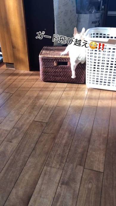 犬 フレンチブルドッグ ぽんずくん ごはん待ちきれない