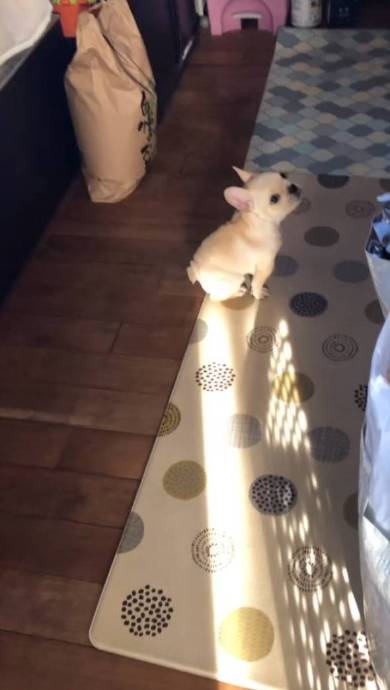 犬 フレンチブルドッグ ぽんずくん ごはん待ちきれない