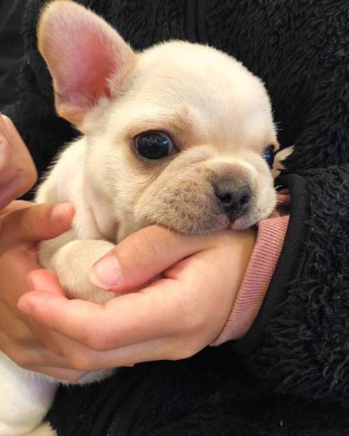 犬 フレンチブルドッグ ぽんずくん ごはん待ちきれない