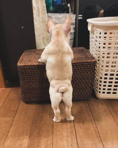 犬 フレンチブルドッグ ぽんずくん ごはん待ちきれない