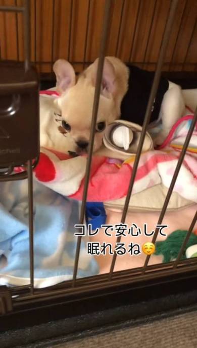 犬 フレンチブルドッグ ぽんずくん ごはん待ちきれない