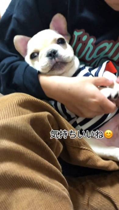 犬 フレンチブルドッグ ぽんずくん ごはん待ちきれない
