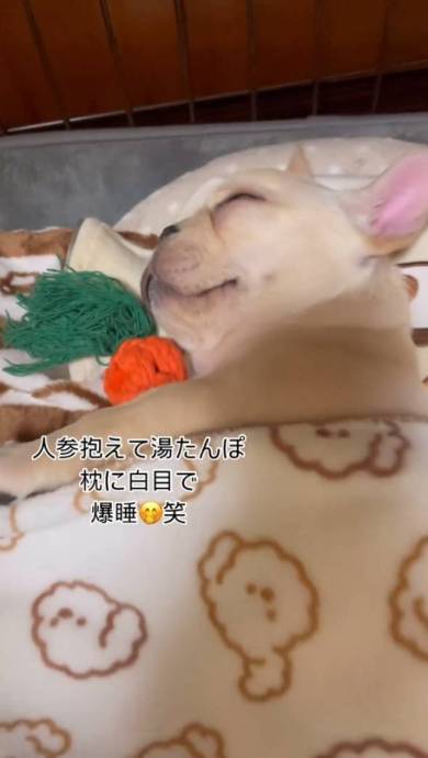 犬 フレンチブルドッグ ぽんずくん ごはん待ちきれない
