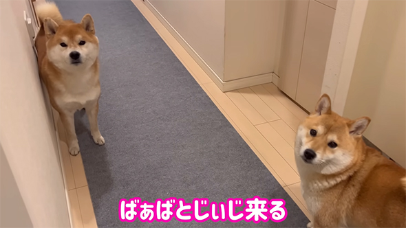 ばあばとじいじ来る