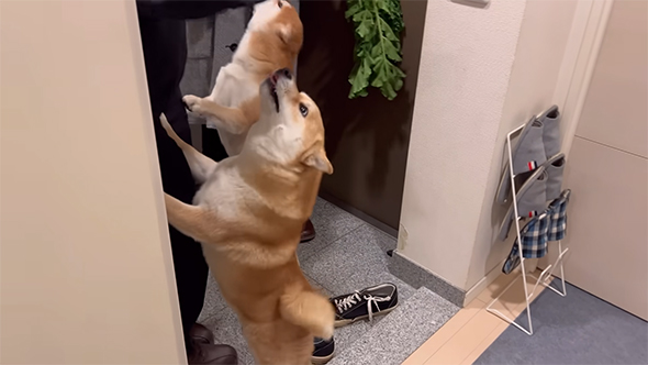 立ち上がる柴犬ふたり