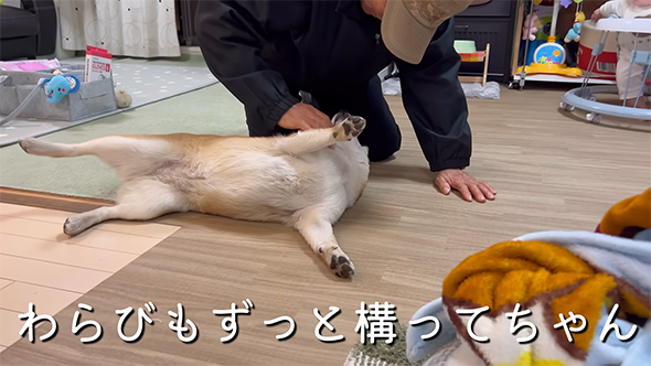 ずっとかまってちゃん
